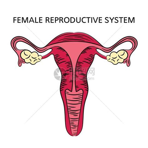 女人形|女性生殖系统和骨盆的解剖学：带注释的插图和定义 